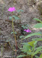Sivun Oxalis arenaria Bert. kuva