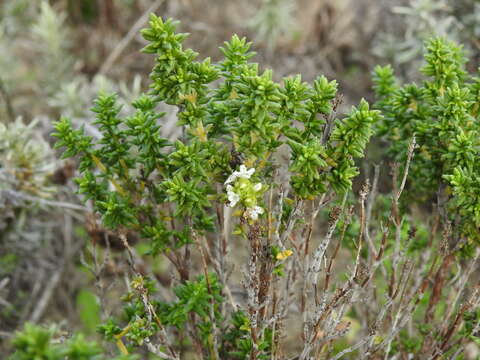 Image of Thymus carnosus Boiss.