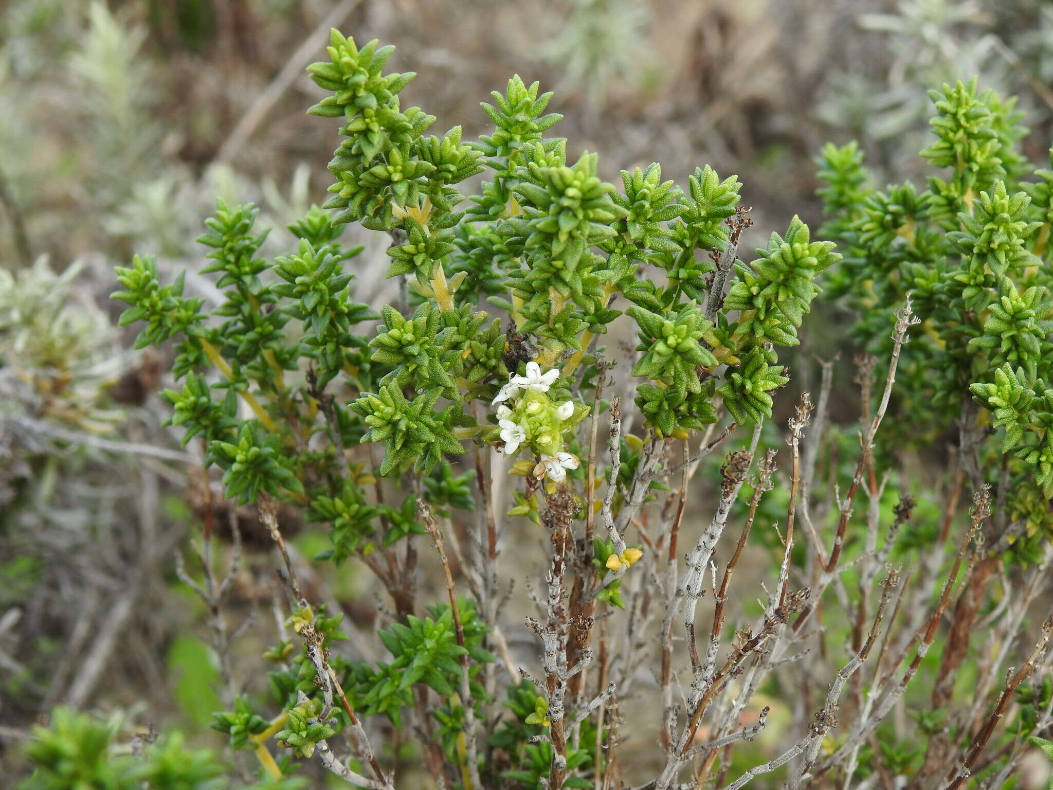 صورة Thymus carnosus Boiss.