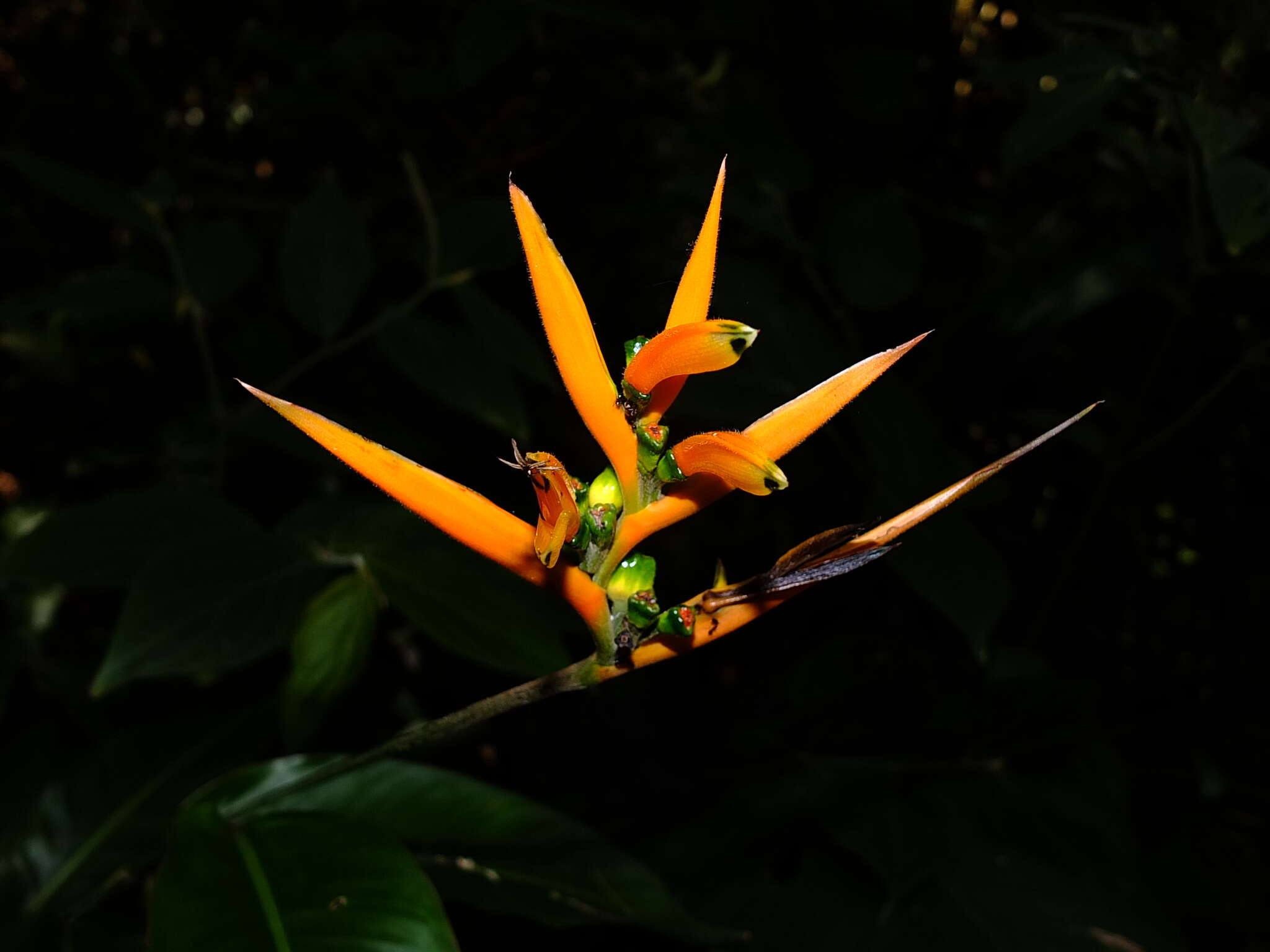 Image of Heliconia hirsuta L. fil.