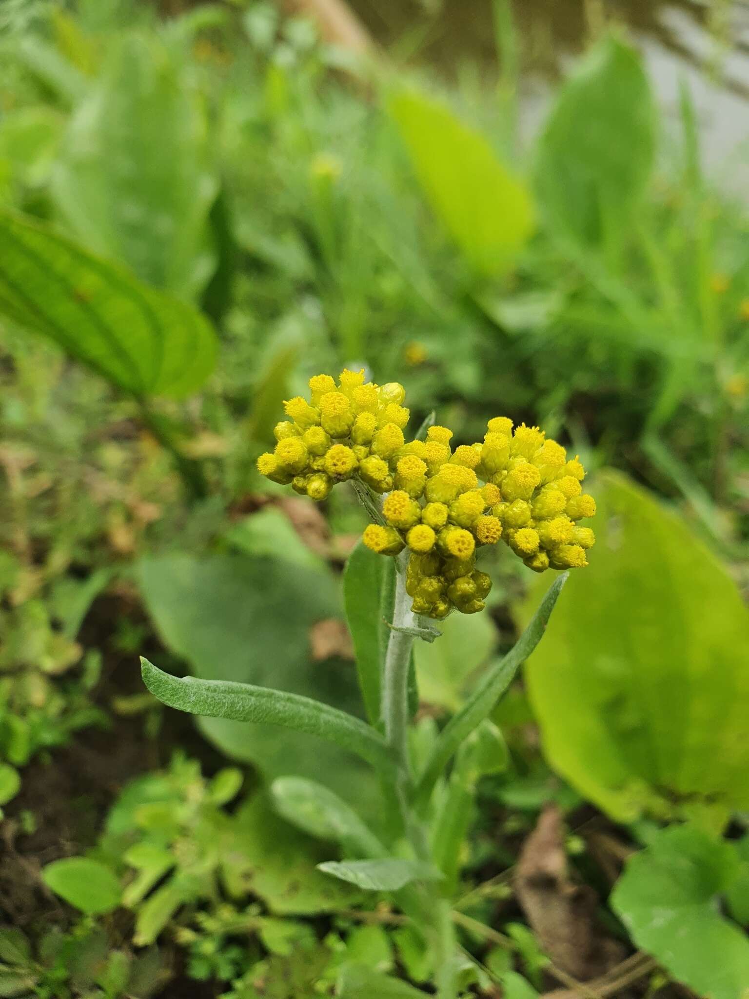 Слика од Pseudognaphalium affine (D. Don) A. A. Anderberg