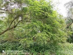 Imagem de Phyllanthus obscurus Roxb. ex Willd.