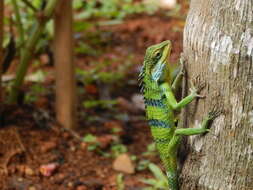 Image of Big Scaled Variable Lizard