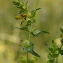 Image of Rhinanthus songaricus (Sterneck) B. Fedtsch.