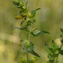 Слика од Rhinanthus songaricus (Sterneck) B. Fedtsch.