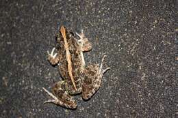 Image of Asian Grass Frog