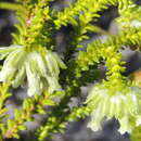 Image of Erica fairii Bolus