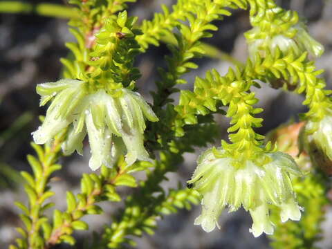 Image of Erica fairii Bolus