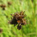 Image of Thick-Head Sedge