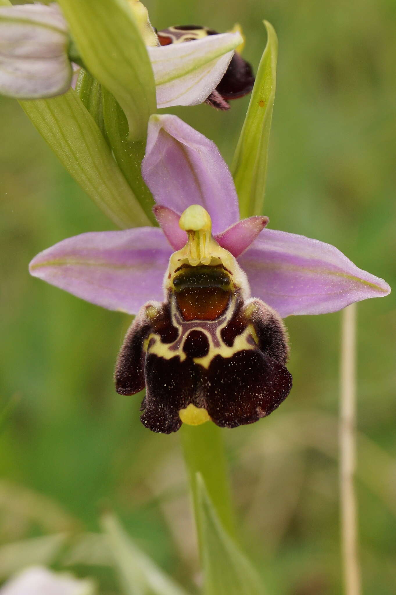 Image of Ophrys fuciflora subsp. fuciflora