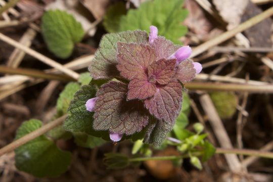 Image of purple archangel