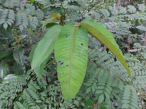 Image of Vismia macrophylla Kunth