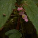 Image of Begonia dipetala Graham