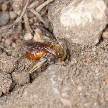 Image of Andrena andrenoides (Cresson 1878)