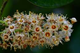 Prunus tetradenia Koehne resmi