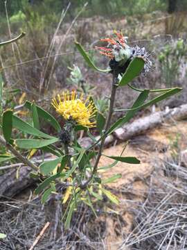 Image of Albertinia pincushion