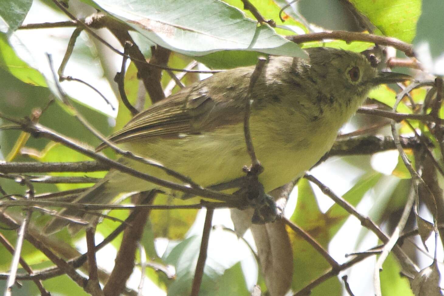 Image of Fairy Gerygone