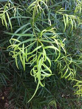 Image of Willow-leaf Podocarp