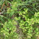 Image of Symphoricarpos × chenaultii Rehder