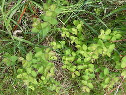 Image of Symphoricarpos × chenaultii Rehder