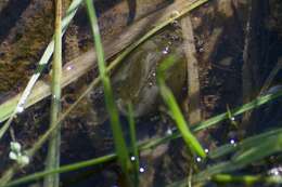 Image of Vernal pool tadpole shrimp