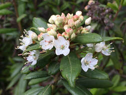 Image de Rhododendron columbianum (Piper) Harmaja