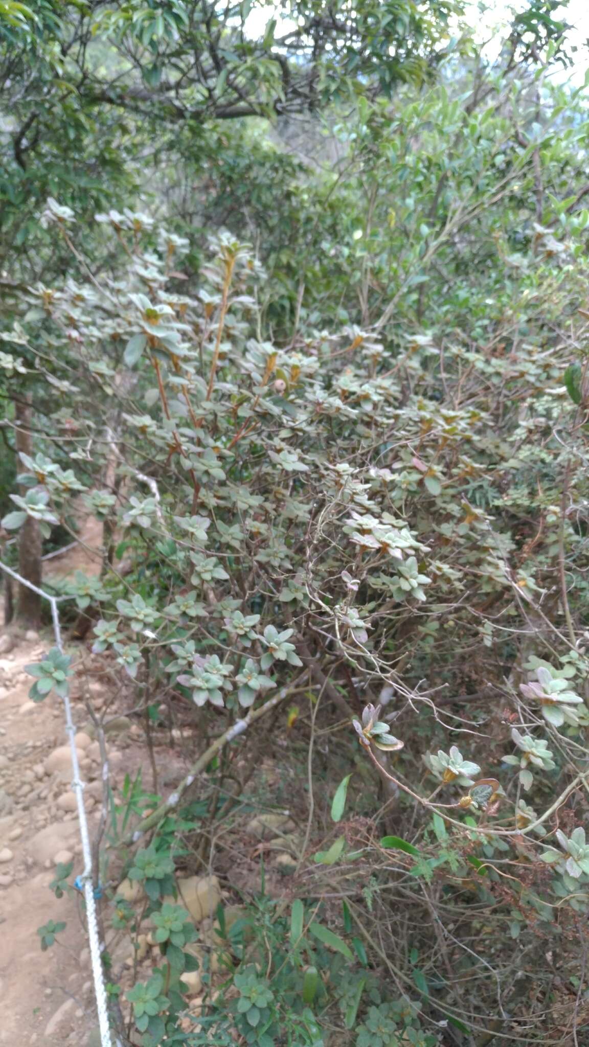 Слика од Rhododendron oldhamii Maxim.