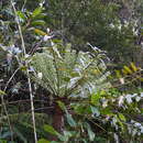 Polyscias duplicata (Thouars ex Baill.) Lowry & G. M. Plunkett resmi