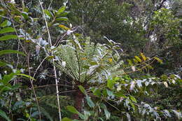 Image of Polyscias duplicata (Thouars ex Baill.) Lowry & G. M. Plunkett