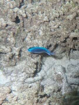 Image of Blue damsel