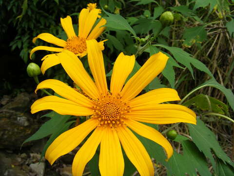 Image de Tournesol mexicain