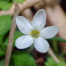 Ellisiophyllum pinnatum (Wall. ex Benth.) Makino resmi