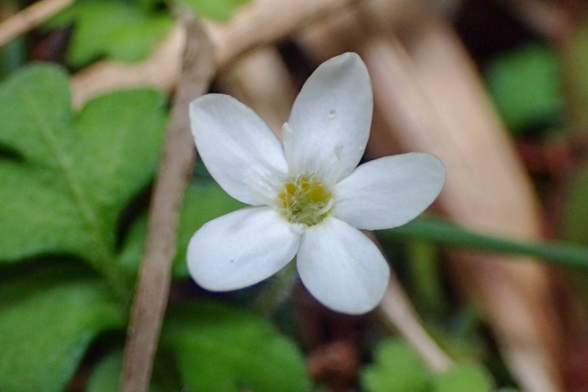 Ellisiophyllum pinnatum (Wall. ex Benth.) Makino resmi