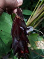 Plancia ëd Calathea erythrolepis L. B. Sm. & Idrobo