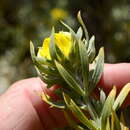 Image of Aspalathus rugosa subsp. linearifolia (DC.) R. Dahlgren