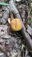 Image of Boletus aurantiosplendens T. J. Baroni 1998