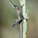 Image of Clematodes vanduzeei Hebard 1923