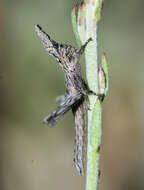 Image of Clematodes vanduzeei Hebard 1923