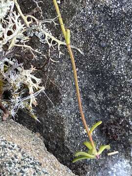 Sivun Saxifraga serpyllifolia Pursh kuva