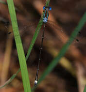 Слика од Lestes tenuatus Rambur 1842