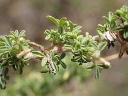 Image of Canary Island flatpod