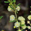 Image of Acacia aspera subsp. parviceps N. G. Walsh