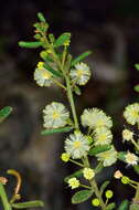 Imagem de Acacia aspera subsp. parviceps N. G. Walsh