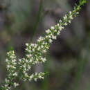 Image of rayless daisy-bush