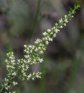 Image of rayless daisy-bush