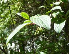 Image of Reddish viburnum