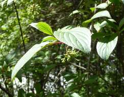 Image of Viburnum erubescens Wall.