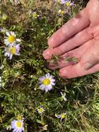 Image of entireleaf western daisy