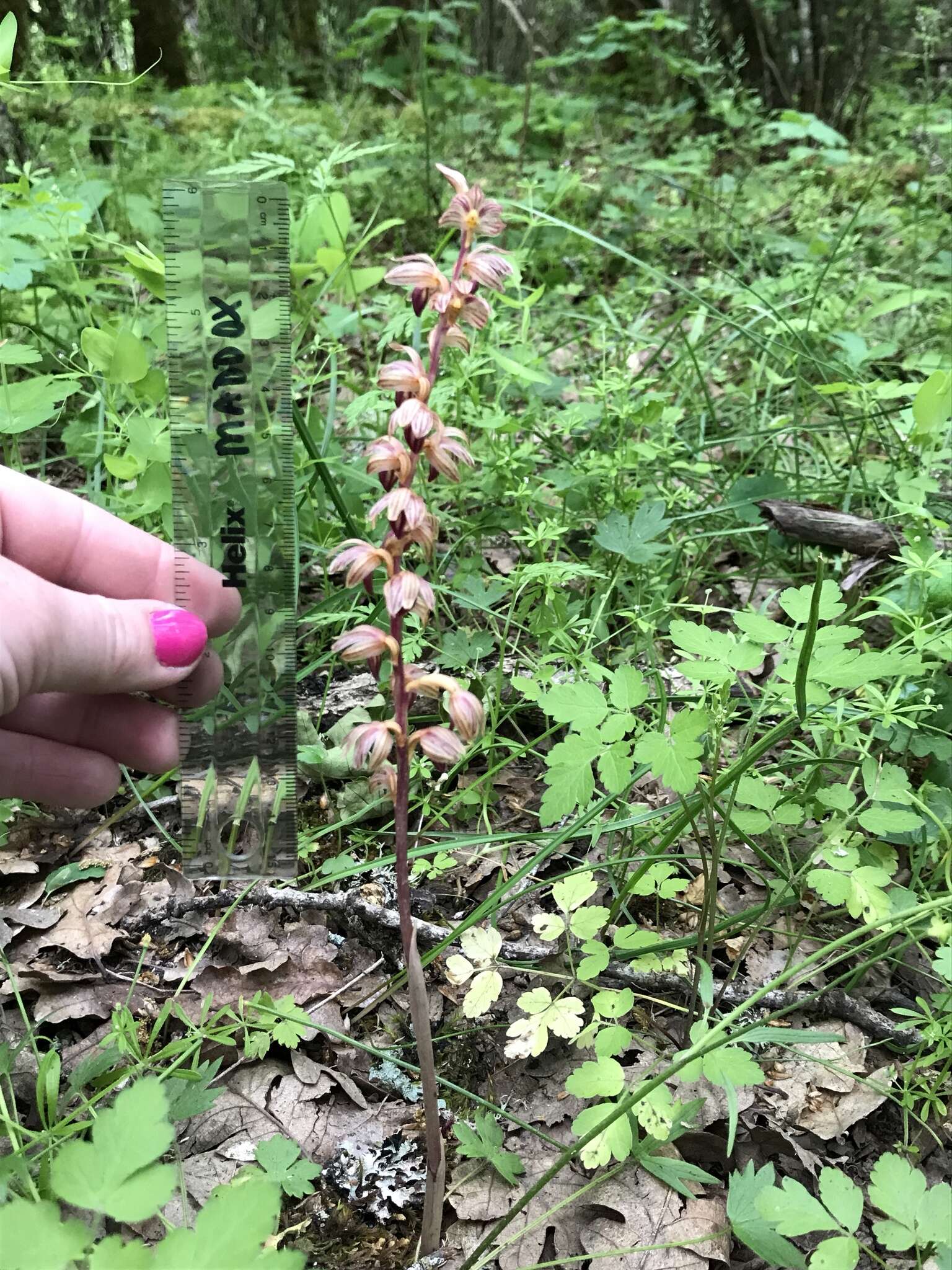 Image of Striped coralroot