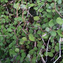 Image of Olearia quinquevulnera Heenan